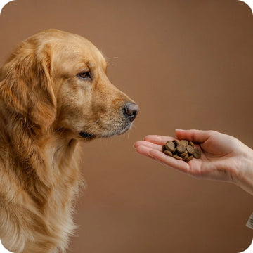 Futtermittelallergien & Unverträglichkeiten beim Hund: Ursachen , Symptome & Hilfe