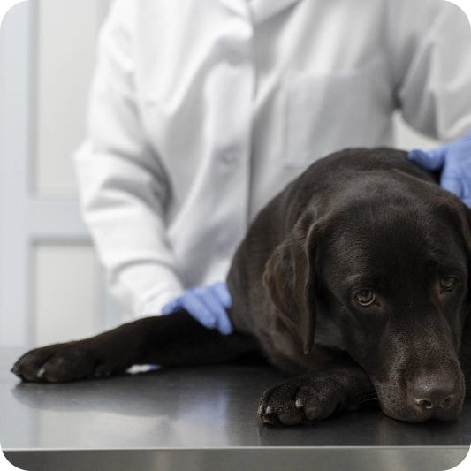 Anzeichen für Gelenkschmerzen bei deinem Hund - und warum frühes Erkennen so wichtig ist