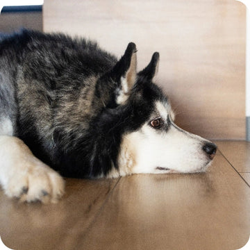 Der Hype um Probiotika beim Hund: sinnvoll oder riskant?