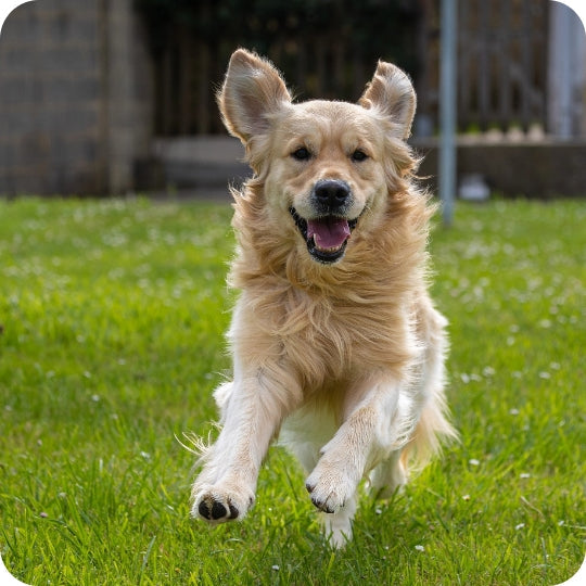 Gelenkgesundheit beim Hund: Prävention im Alltag, Bewegung, Gewicht & Auslastung