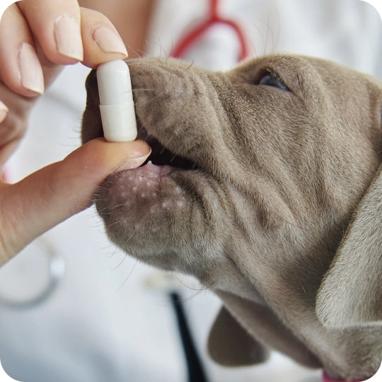 Was ist die beste Form von Ergänzungen für meinen Hund?